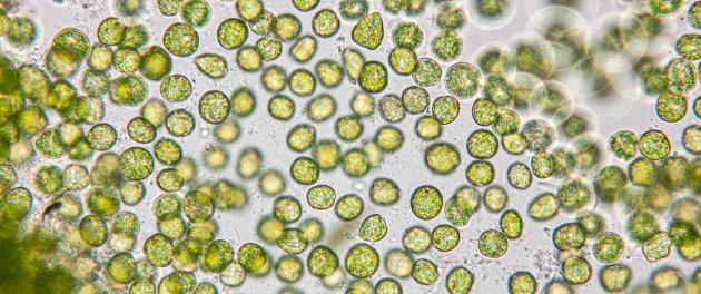 Microalgue