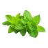 plante menthe poivrée