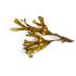 plante fucus