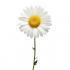 plante camonille
