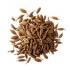 plante cumin