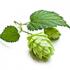 fleur de houblon
