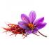 plante-safran