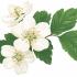 Hawthorn
