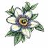 Passiflora