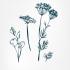 Green Anise