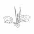 Plantago Major